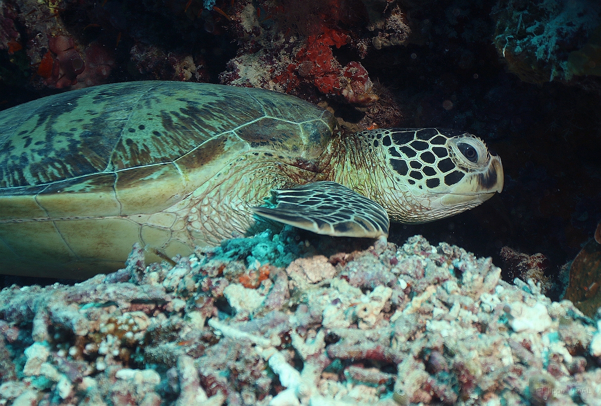 Sipadan_2015_Tortue Franche_Chelonia mydas_IMG_2940_rc.jpg